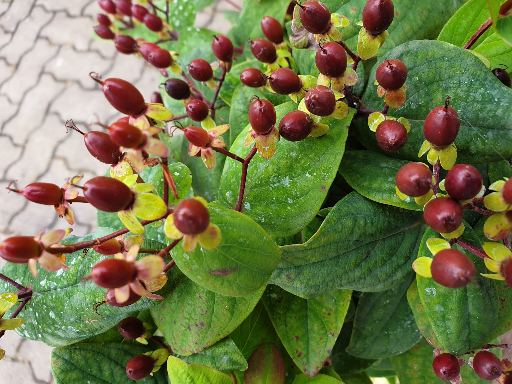 Hypericum androsaemum (Mannsblut, Johanniskraut)