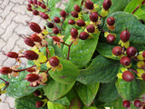 Hypericum androsaemum; mit Früchten/Fruchtbehang; wintergrün; Einsatzmöglichkeit z.B. : Zierstrauch; verfügbar in 2 Größen und Varianten;;ab 7,70 Euro