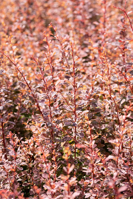 Berberis thunbergii 'Rose Glow' , erhältlich von 40-60 bis 60-80 cm;;ab 21,50 Euro