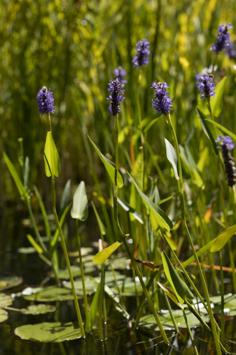 Pontederia cordata , ;;ab 6,06 Euro