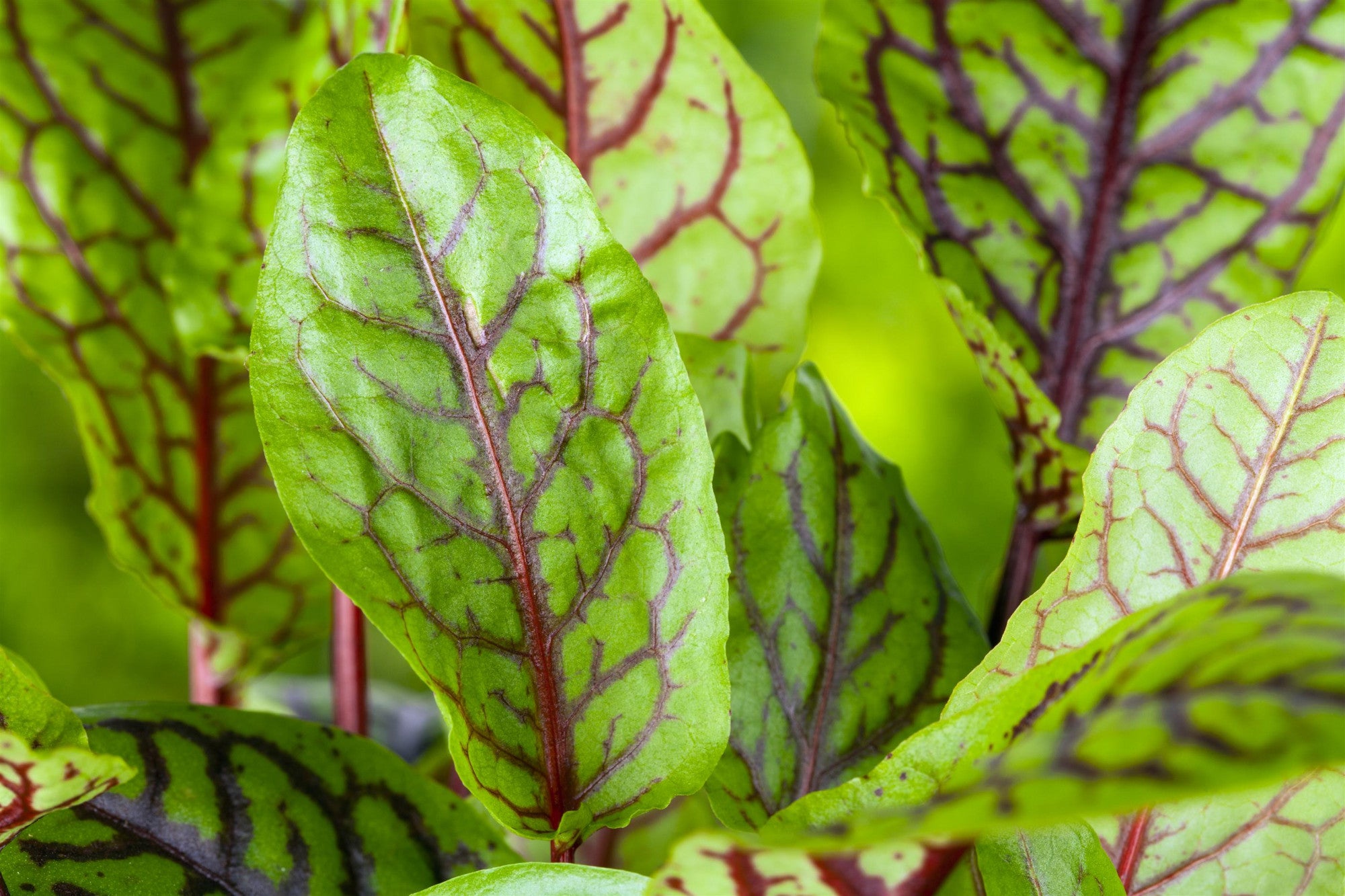 Rumex acetosa (Großer Sauerampfer)