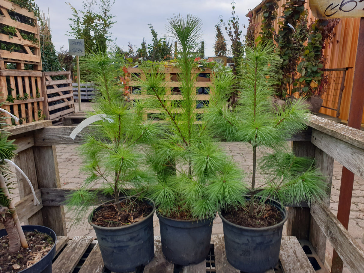 Weymouths-Kiefer; vorbereitet für Versand; winterhart; Einsatzmöglichkeit z.B. : Heckenpflanze; erhältlich von 40-60 bis 200-250 cm;;hier kaufen