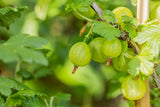 Ribes uva-crispa, grün mehltaures.; mit Früchten/Fruchtbehang; widerstandsfähig; Einsatzmöglichkeit z.B. : Obstgarten; verfügbar in 3 Größen und Varianten;;ab 12,35 Euro