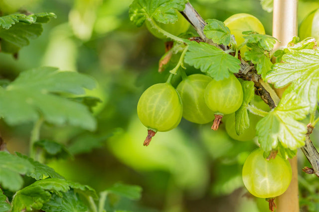 Ribes uva-crispa, grün mehltaures. mit Früchten, erhältlich von 3- bis 80-90 cm; Einsatz: ;;ab 9,90 Euro