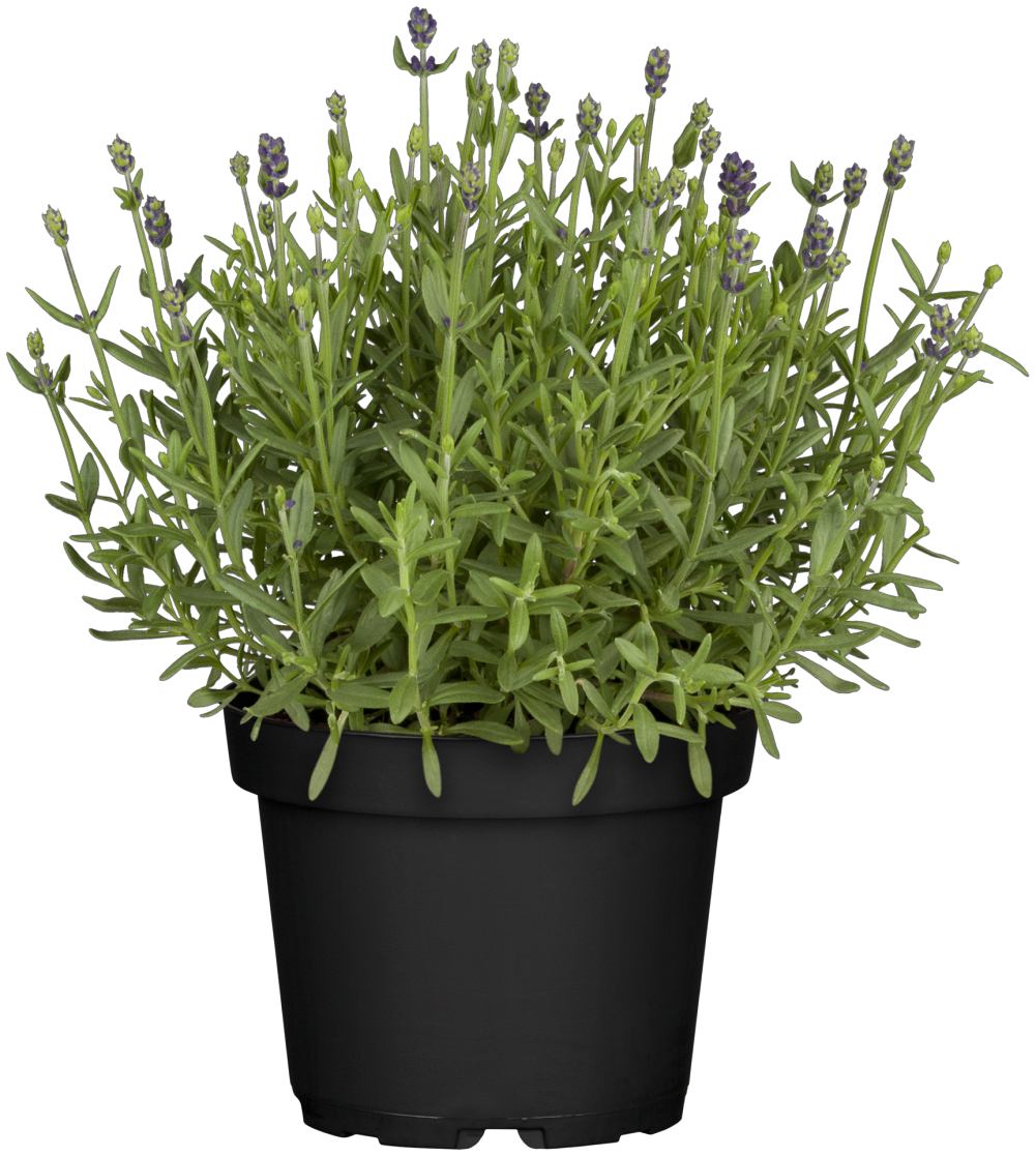 Lavandula angustifolia 'Blue Scent' im Topf; Einsatz: ;;ab 4,15 Euro