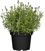 Lavandula angustifolia 'Blue Scent'; hier im Topf; duftend; Einsatzmöglichkeit z.B. : Steingärten;;ab 0,00 Euro