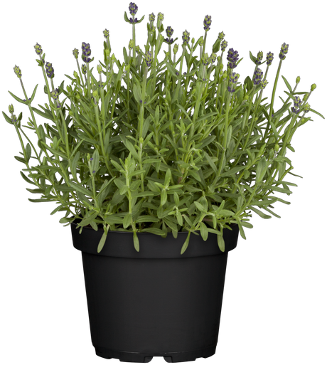 Lavandula angustifolia 'Blue Scent' im Topf; Einsatz: , ;;ab 3,64 Euro