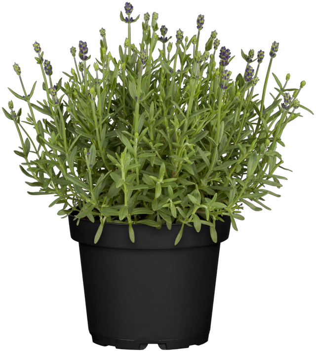 Lavandula angustifolia 'Blue Scent' im Topf; Einsatz: ;;ab 4,15 Euro