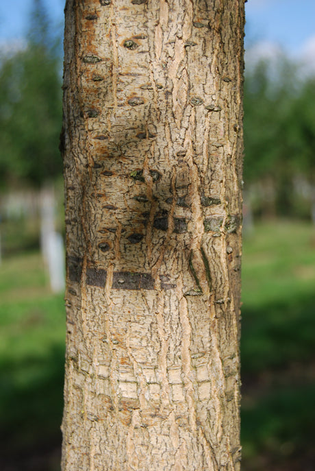 Schnurbaum Rinde, verfügbar in 13 Größen und Varianten; Einsatz: kleinkroniger Baumschöne Herbstfärbung;;hier kaufen