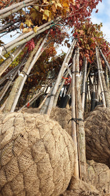 Liquidambar styraciflua; hier als Ballenpflanze; winterhart; Einsatzmöglichkeit z.B. : Vogelnährgehölz;;ab 101,50 Euro