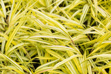 Hakonechloa macra 'Aureola'; schattenverträglich; verfügbar in 2 Größen und Varianten;;ab 0,00 Euro