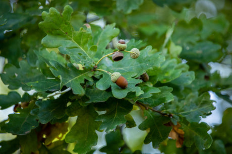 Quercus robur HkG 81702; hier mit Sommerbelaubung; natürlich; Einsatzmöglichkeit z.B. : freie Landschaft;;ab 1,54 Euro