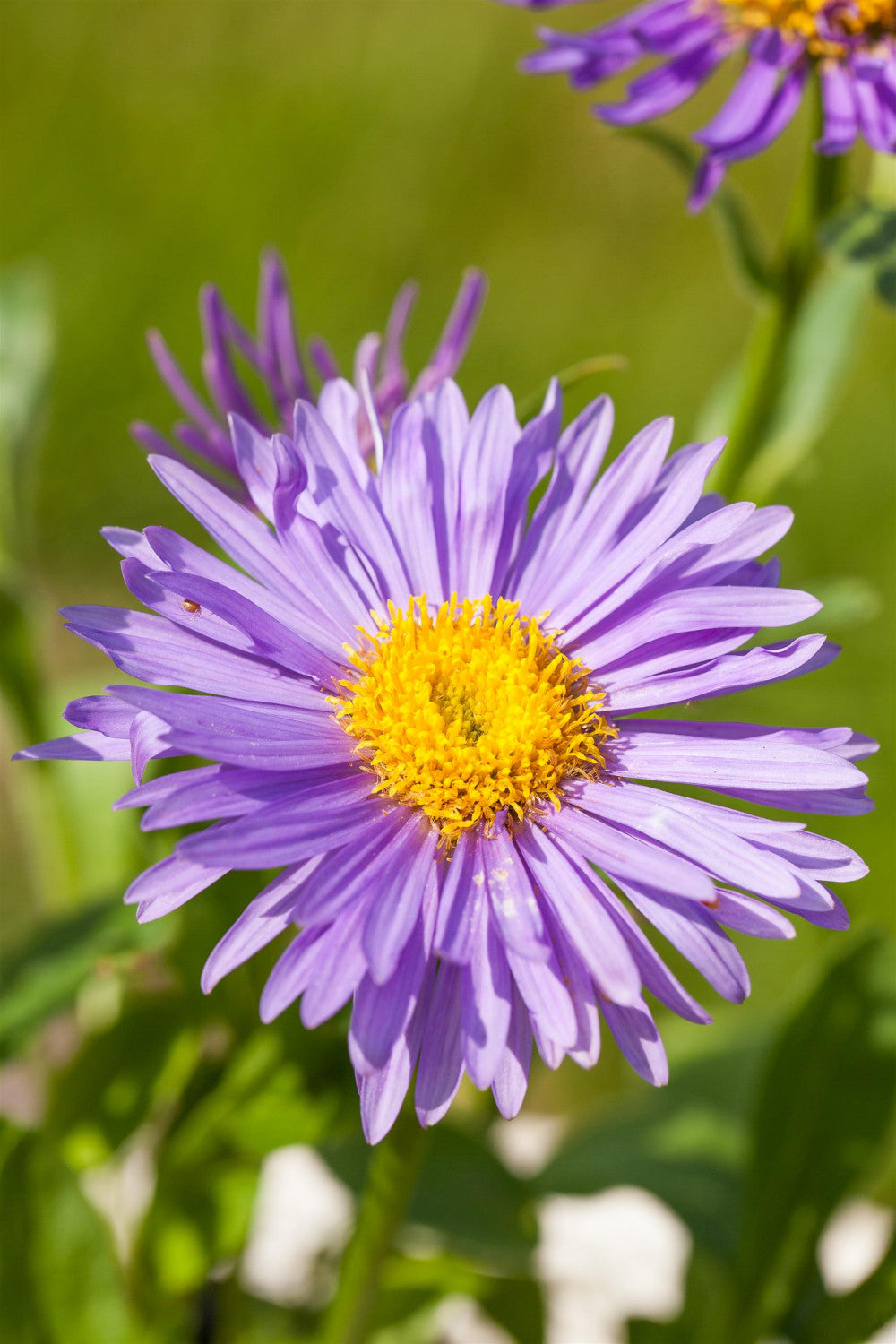 Aster alpinus mit Blüte; Einsatz: ;;ab 3,10 Euro