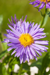 Aster alpinus; hier mit Blüte; winterhart; Einsatzmöglichkeit z.B. : Steingärten;;ab 0,00 Euro