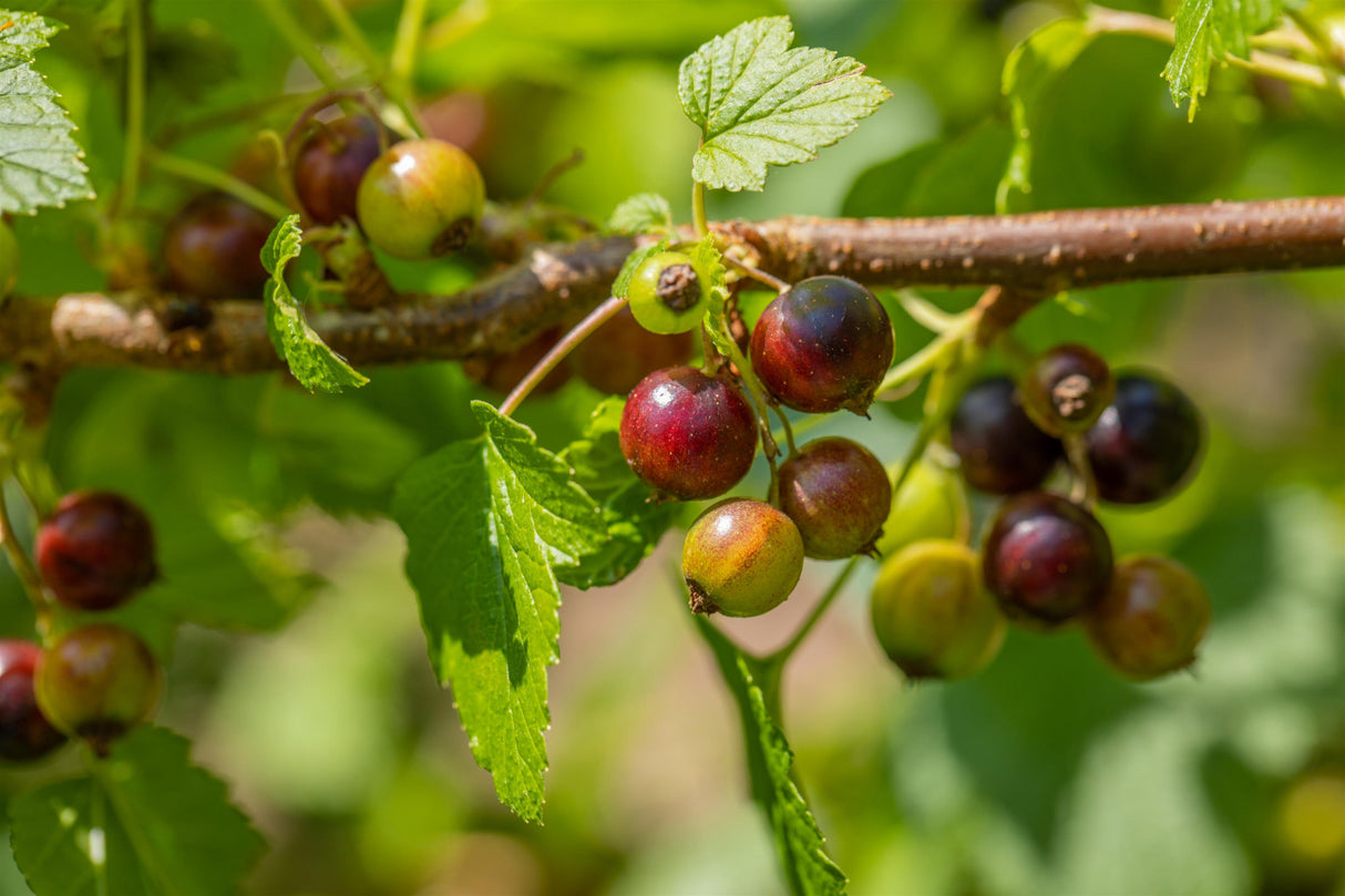 Ribes nigrum 'Ben Sarek' mit Früchten, erhältlich von 3- bis 80-90 cm; Einsatz: ;;ab 15,90 Euro