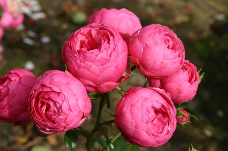 Rosa 'Pomponella' BT mit Blüte; Einsatz: ;;ab 9,50 Euro