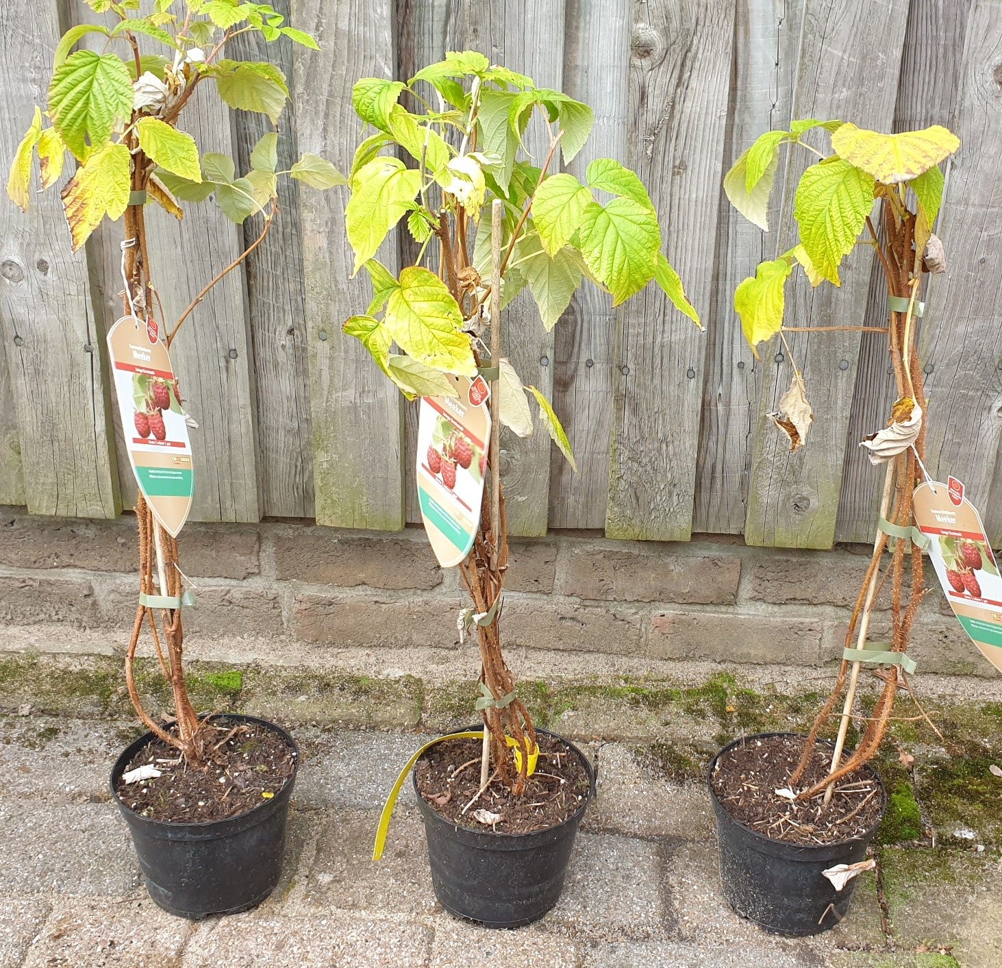 Rubus id. 'Meeker' (Himbeere 'Meeker')