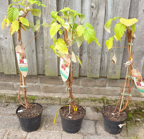 Himbeere 'Meeker'; hier im Topf; mittelgroße Früchte; Einsatzmöglichkeit z.B. : Hecke;;hier kaufen