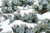 Picea sitchensis mit Winterlaub, erhältlich von 10-20 bis 250-275 cm; Einsatz: ;;ab 0,17 Euro