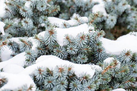 Picea sitchensis mit Winterlaub, erhältlich von 10-20 bis 250-275 cm; Einsatz: ;;ab 0,17 Euro
