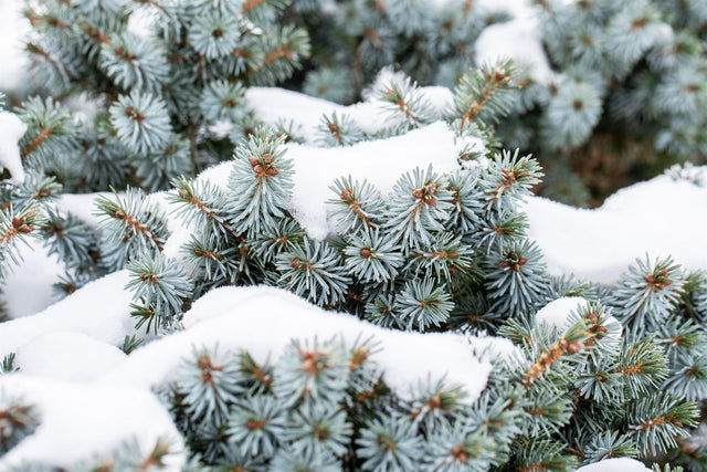 Picea sitchensis mit Winterlaub, erhältlich von 10-20 bis 250-275 cm; Einsatz: ;;ab 0,17 Euro
