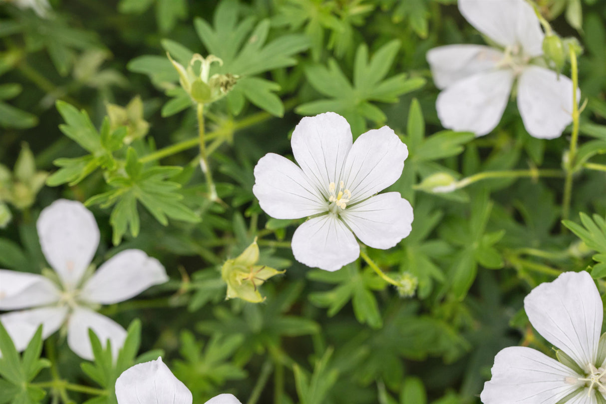 Geranium sanguineum 'Album' mit Blüte; Einsatz: ;;ab 3,65 Euro