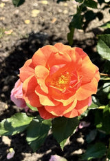 Strauchrose 'Lambada'; hier mit Blüte; pflegeleicht; Einsatzmöglichkeit z.B. : Gruppenpflanzung; fehlt eine Variante? Sprechen Sie uns an;;hier kaufen