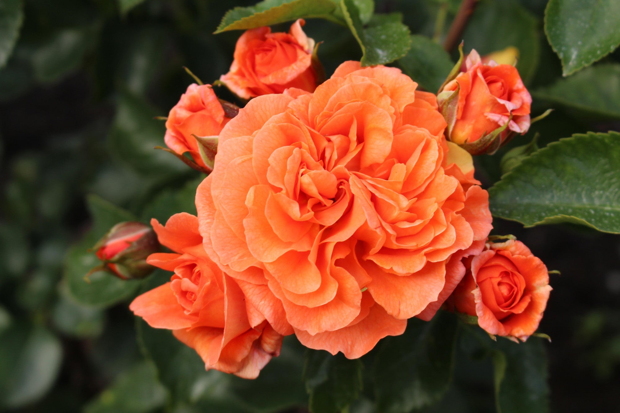 Rosa 'Orangerie' BT (Beetrose 'Orangerie' -R- ADR-Rose)
