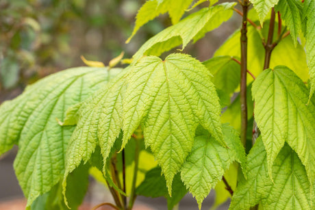 Acer pensylvanicum mit Sommerbelaubung, erhältlich von 80-100 bis 450-650 cm; Einsatz: ;;ab 46,00 Euro