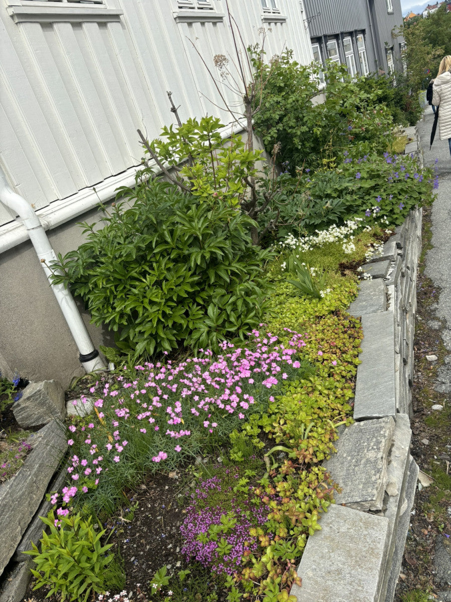 Dianthus deltoides i. S. , gen. als Pflanze im Beet; Einsatz: , ;;ab 2,40 Euro
