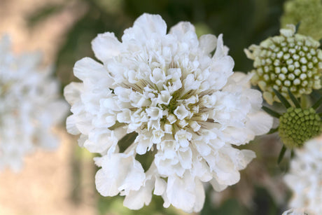 Scabiosa caucasica 'Perfecta Alba' mit Blüte; Einsatz: ;;ab 4,65 Euro