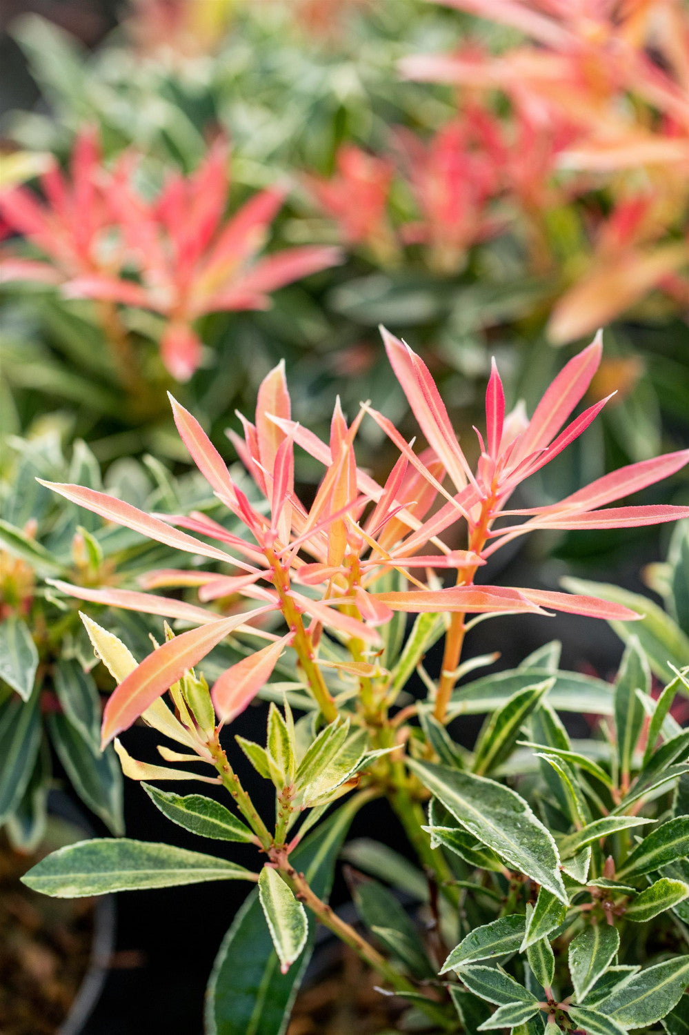 Pieris japonica 'Flaming Silver' , erhältlich von 20-25 bis 40-60 cm;;ab 17,40 Euro