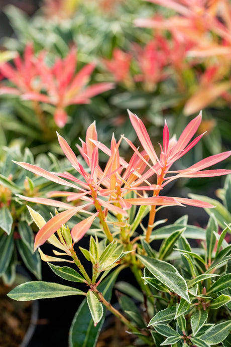 Pieris japonica 'Flaming Silver' , erhältlich von 20-25 bis 40-60 cm;;ab 17,40 Euro