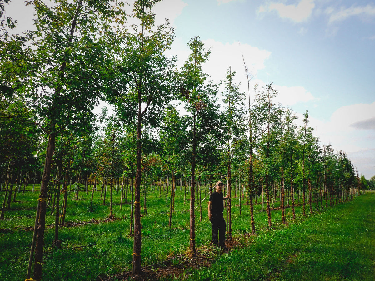 Acer griseum; dekorativ;;ab 67,60 Euro