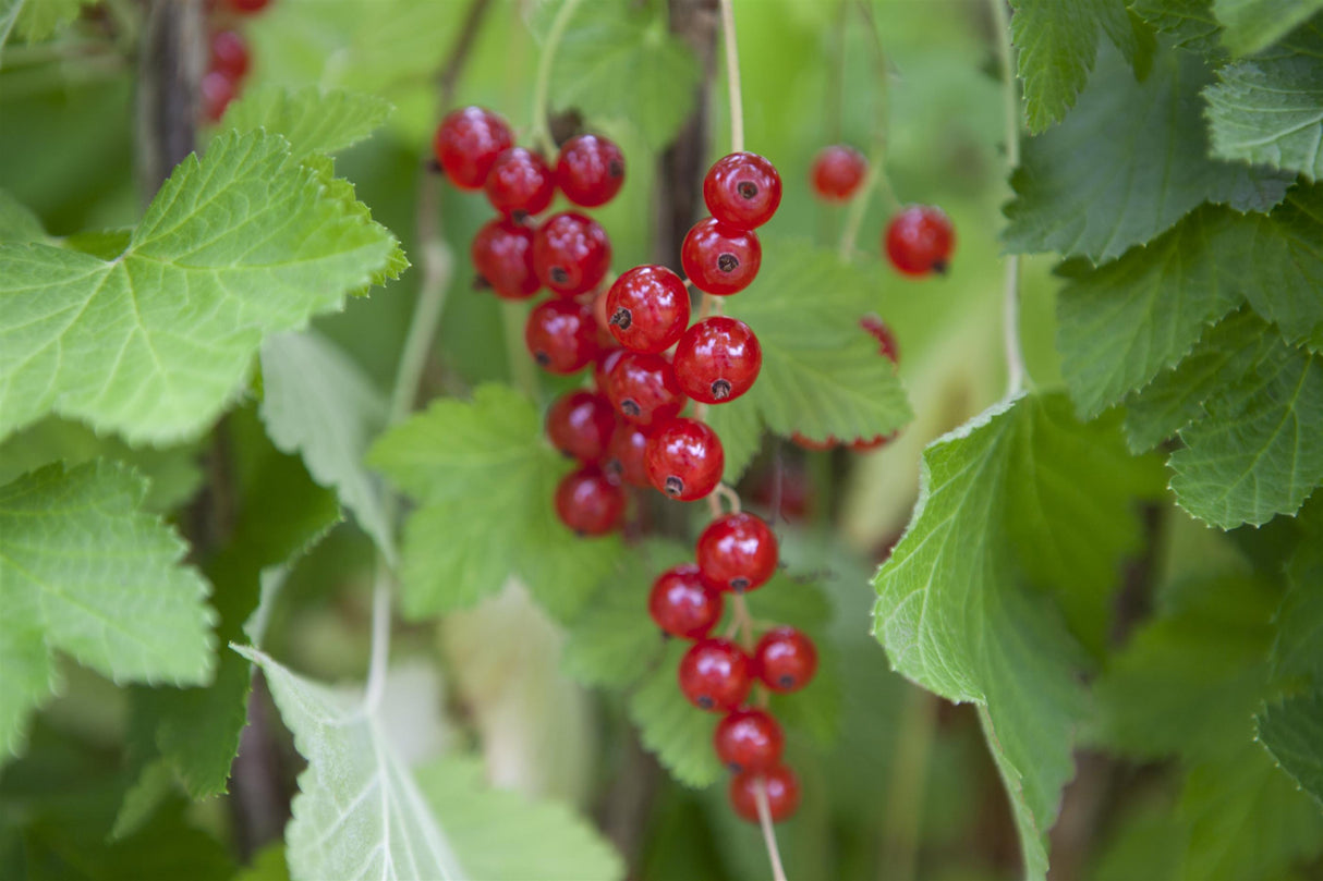 Ribes rubrum mit Früchten, erhältlich von 40-60 bis 70-90 cm; Einsatz: ;;ab 3,55 Euro