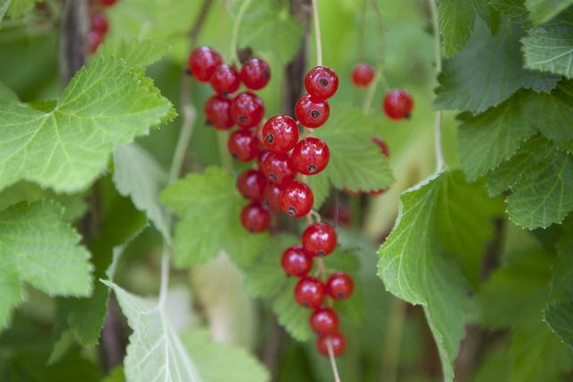 Ribes rubrum mit Früchten, erhältlich von 40-60 bis 70-90 cm; Einsatz: ;;ab 3,55 Euro