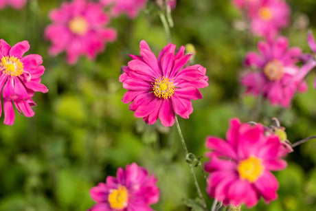 Anemone japonica 'Whirlwind' mit Blüte; Einsatz: ;;ab 5,75 Euro