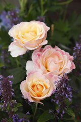 Rosa 'Oh Happy Day' TH; hier mit Blüte; winterhart; Einsatzmöglichkeit z.B. : Einzelstellung;;ab 13,10 Euro