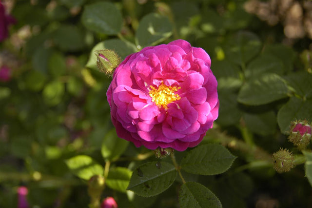 Rosa centifolia muscosa STR mit Blüte; Einsatz: ;;ab 9,50 Euro