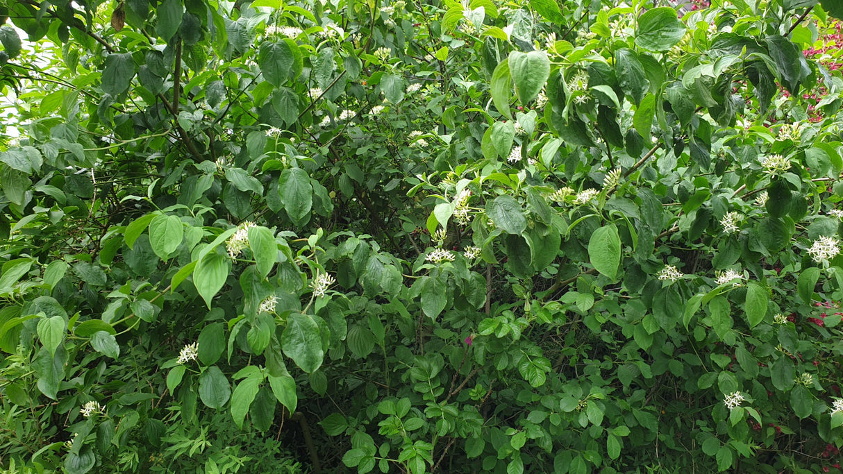 Cornus sanguinea VkG 4; hier mit Sommerbelaubung; sehr anpassungsfähig; Einsatzmöglichkeit z.B. : anspruchslose Pflanze;;ab 3,55 Euro