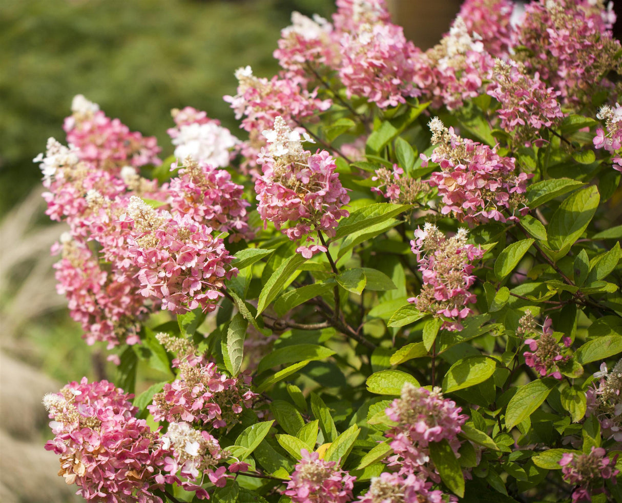 Hydrangea paniculata 'Pinky Winky' , erhältlich als: pflegeleicht;;günstig mit Qualität