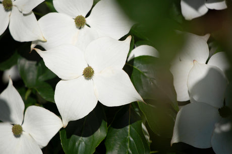 Cornus kousa; hier mit Blüte; blütenpracht; Einsatzmöglichkeit z.B. : Solitärgehölz;;Pflanzen vom Profi