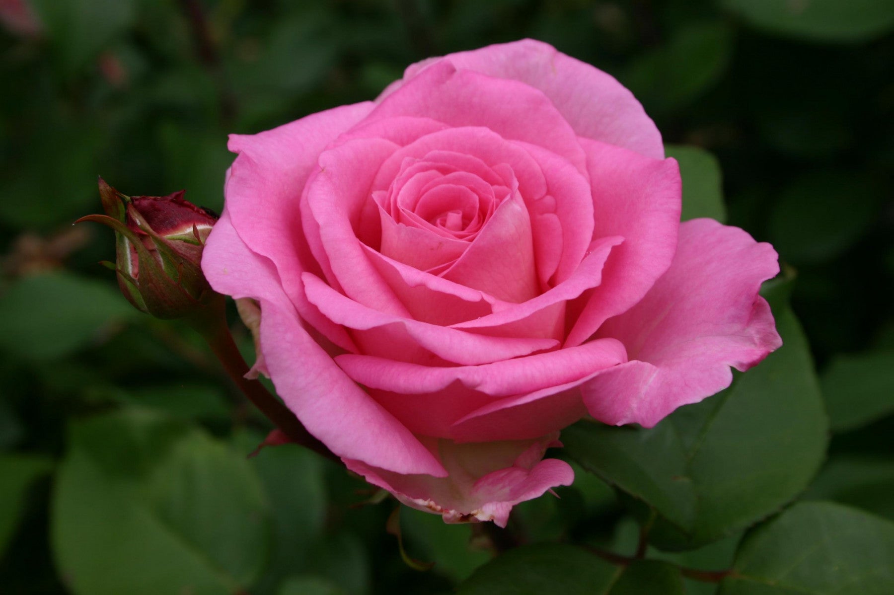 Rosa 'Bessy' BDR (Bodend. Rose 'Bessy' -R-)