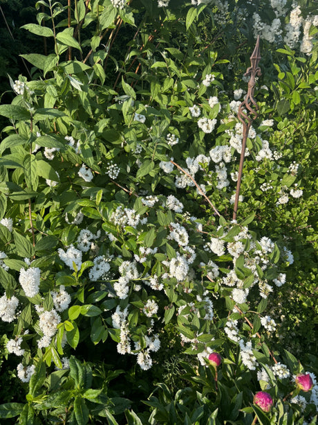 Sambucus nigra VkG 5; hier mit Blüte; essbare Früchte; Einsatzmöglichkeit z.B. : Vogelnährgehölz;;ab 3,85 Euro