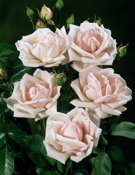 Rosa 'New Dawn' KL mit Blüte; Einsatz: , ;;ab 8,35 Euro