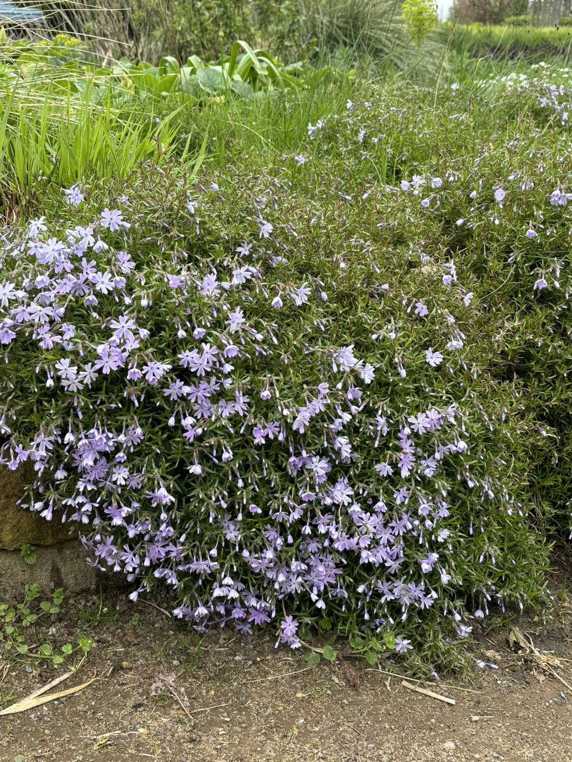Blauer Teppichphlox als Pflanze im Beet; Einsatz: Steingartenwinterhart;;günstig mit Qualität