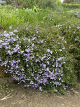 Blauer Teppichphlox als Pflanze im Beet; Einsatz: Steingartenwinterhart;;günstig mit Qualität