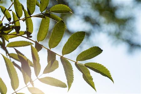 Sorbus serotina mit Sommerbelaubung, erhältlich von 270-330 bis 450-650 cm; Einsatz: ;;ab 311,00 Euro