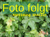 Genaues Foto für Acer platanoides 'Fairview' folgt; dieses ähnliche Bild dient der Illustration von Spitzahorn 'Fairview'