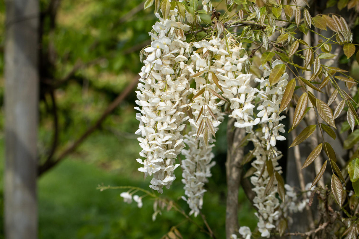 Wisteria sinensis 'Alba' mit Blüte, erhältlich von 100-150 bis 150-200 cm; Einsatz: ;;ab 59,50 Euro